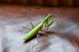 _DSC2344 copie