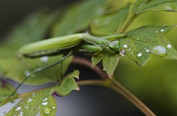 _DSC2354 copie