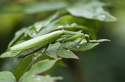 _DSC2368 copie