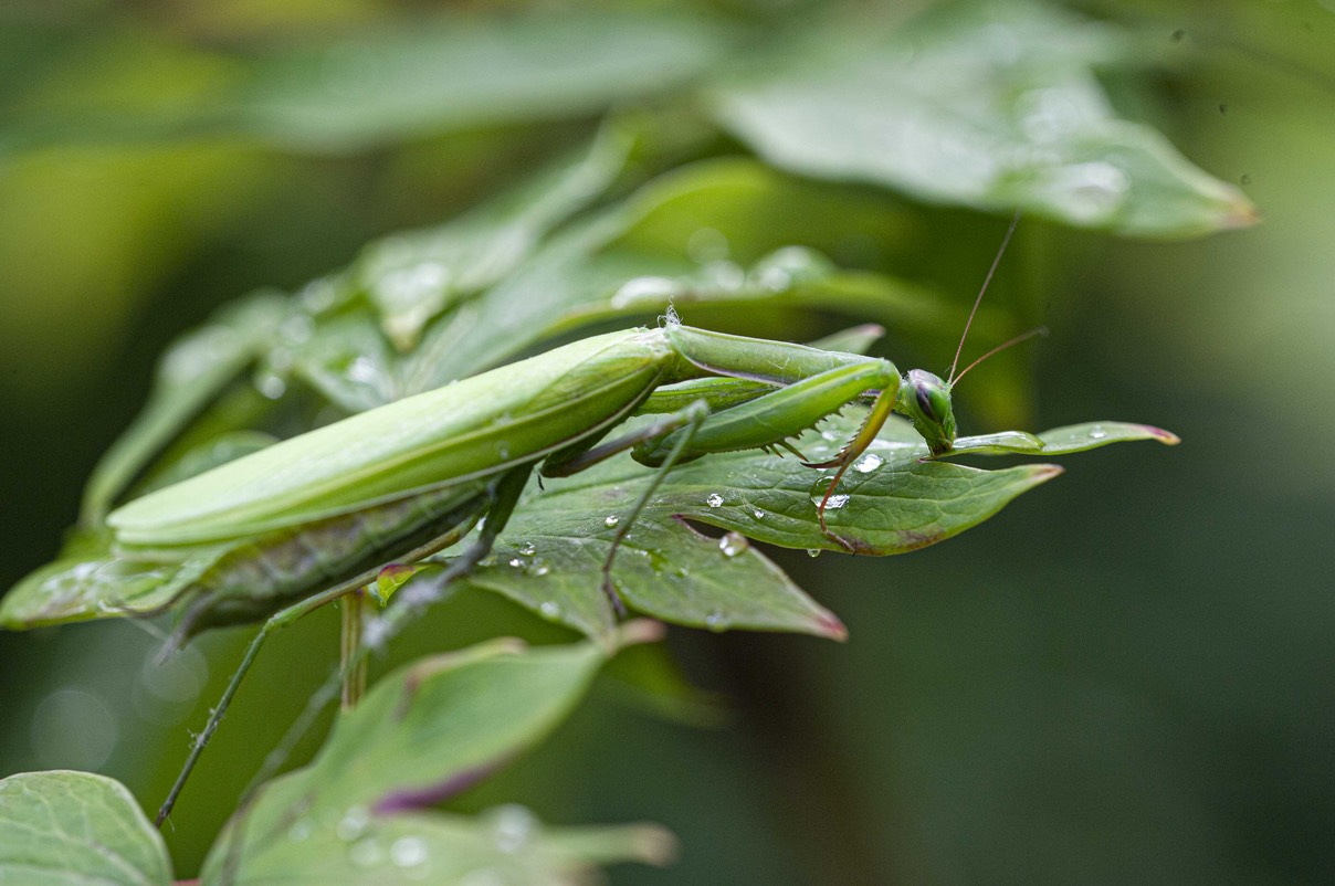 _DSC2368 copie