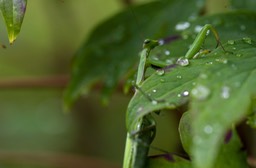 _DSC2380 copie
