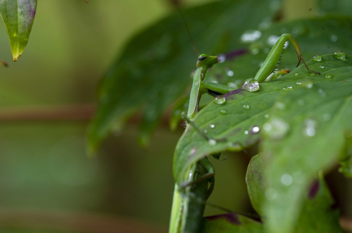_DSC2380 copie