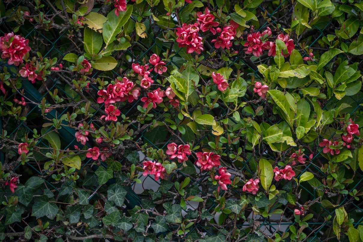 _DSC5038