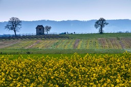 _DSC5285