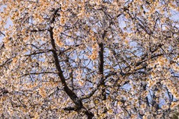 _DSC5288
