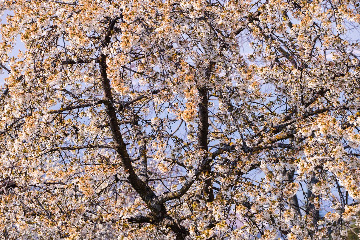 _DSC5288