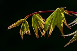_DSC5546