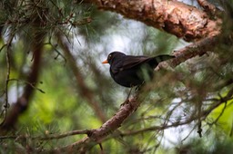 _DSC5619