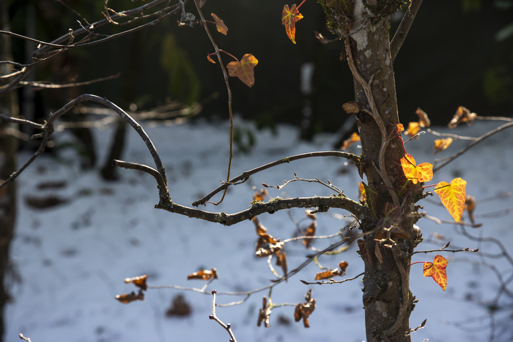 _DSC9172 copie
