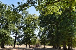 Photo_5