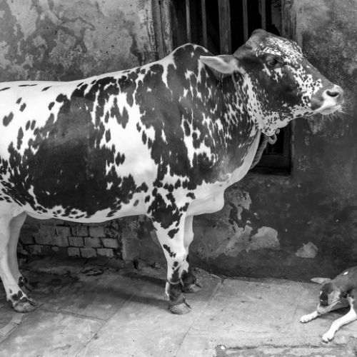 Varanasi : les 2 amis