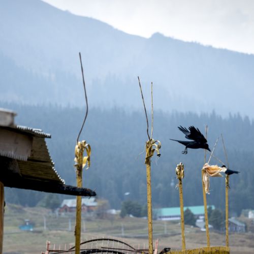 Gulmarg:envol