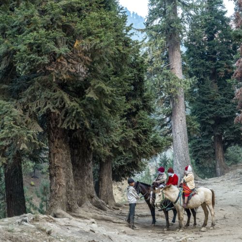 Pahalgam : la forêt