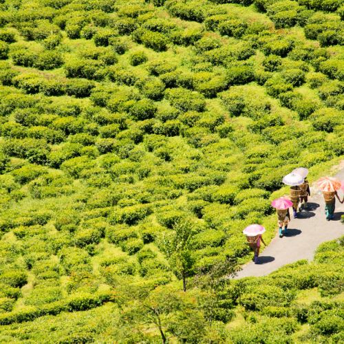 Darjeeling