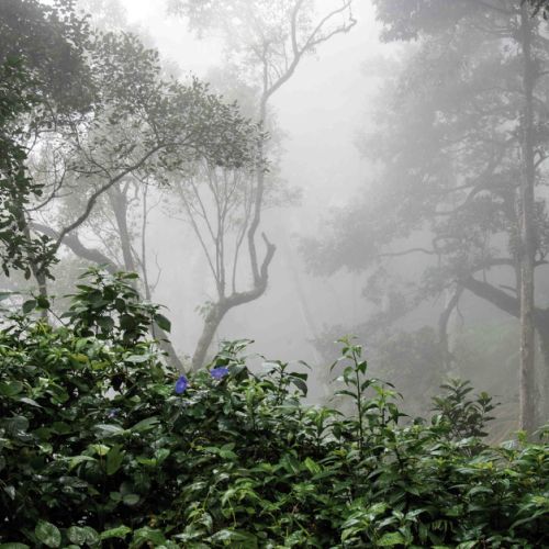 On the road Munnar