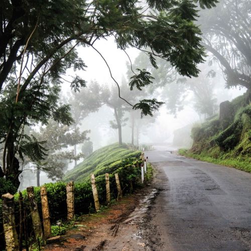 On the road Munnar