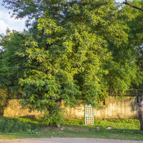Rathambore
